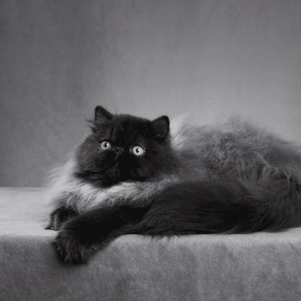 black smoke Persian cat
