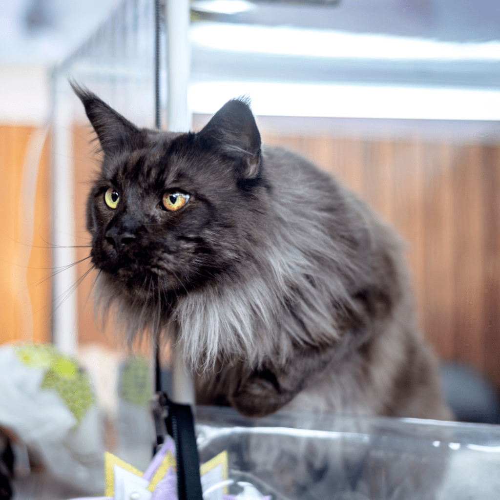 black smoke Maine Coon cat