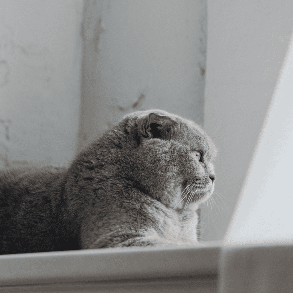 black smoke Scottish Fold cat
