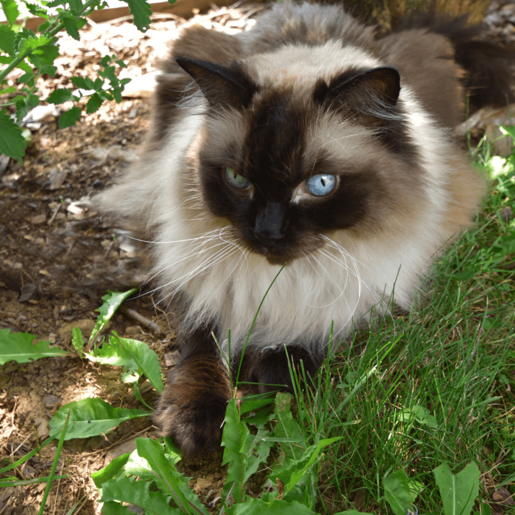 Seal Point ragdoll