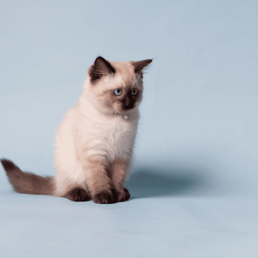 Chocolate Point Ragdolls