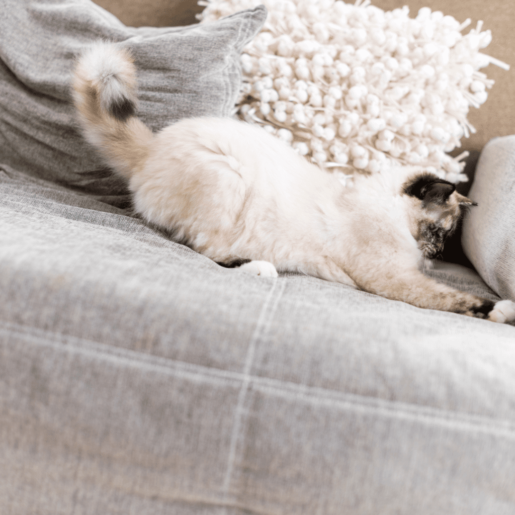 Tortie Point Ragdolls