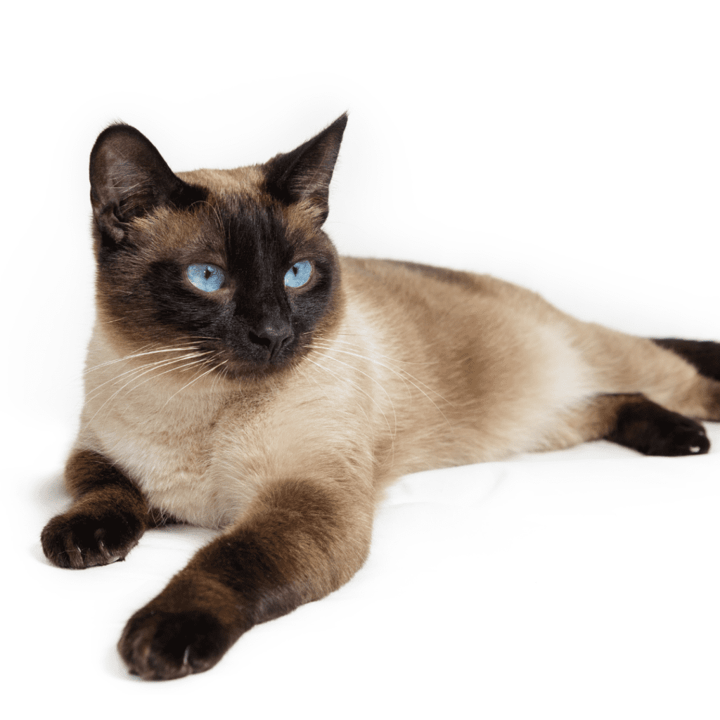 Siamese