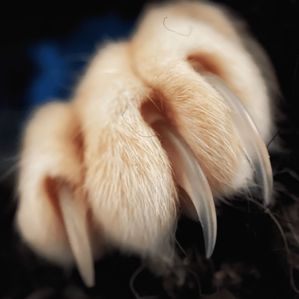 Reasons why some people choose to declaw their cats