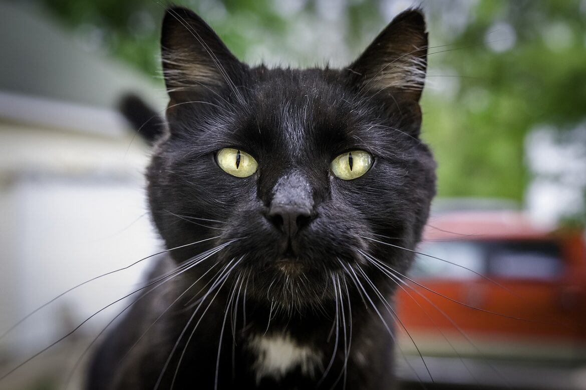 black cat whiskers