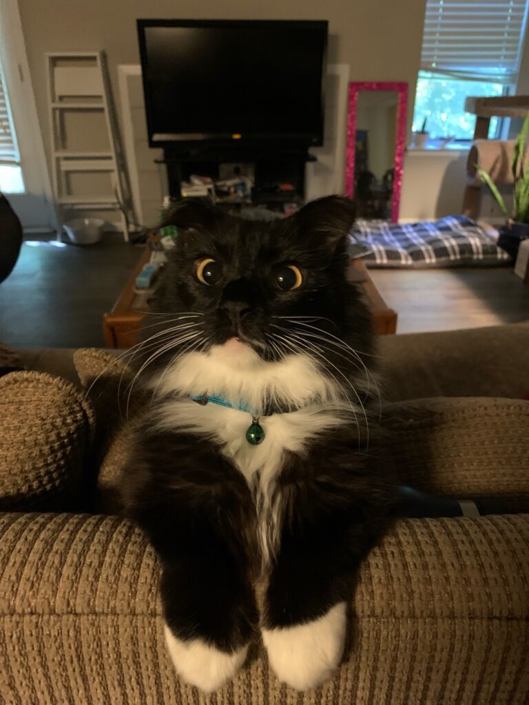 Tuxedo Cat