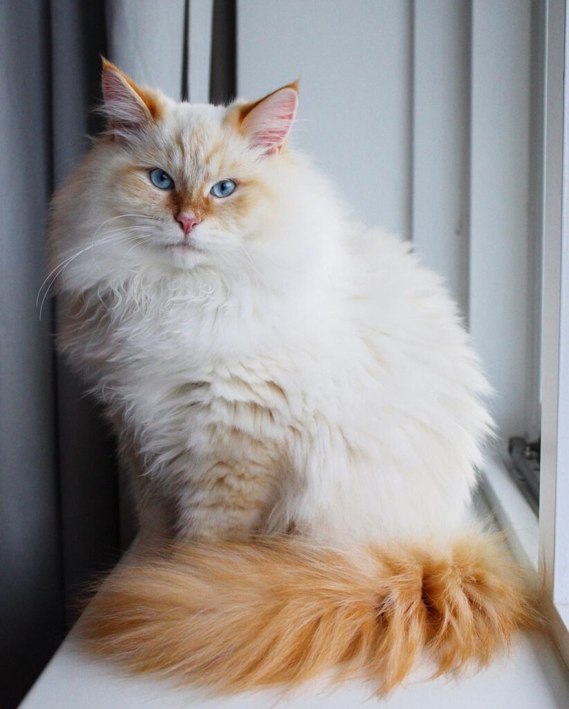 Norwegian Forest Cat