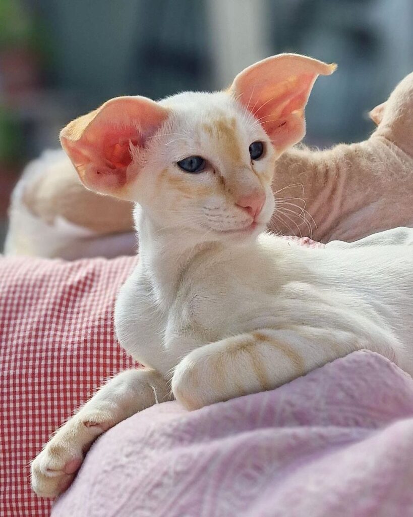Oriental Shorthair