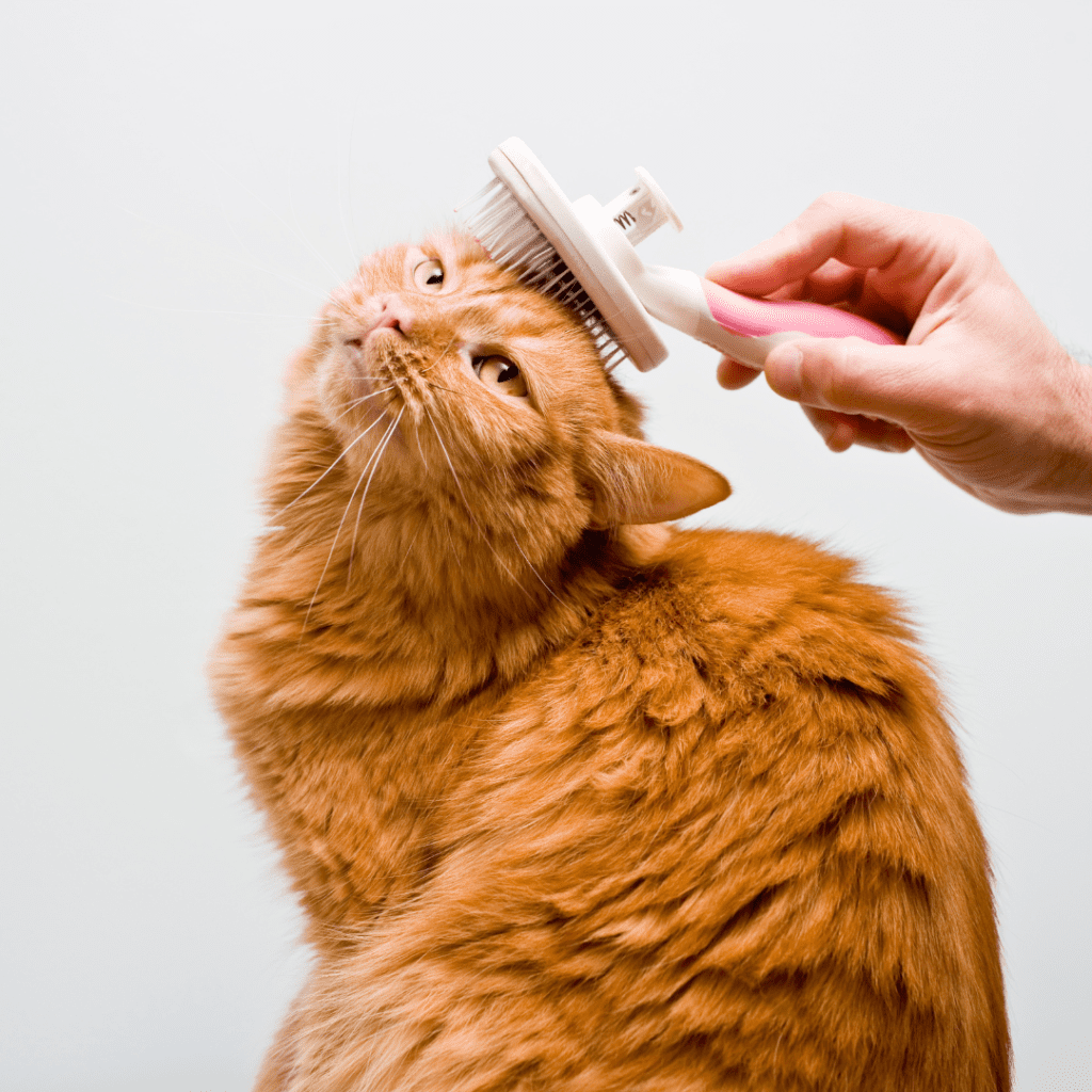 sedate my cat for grooming