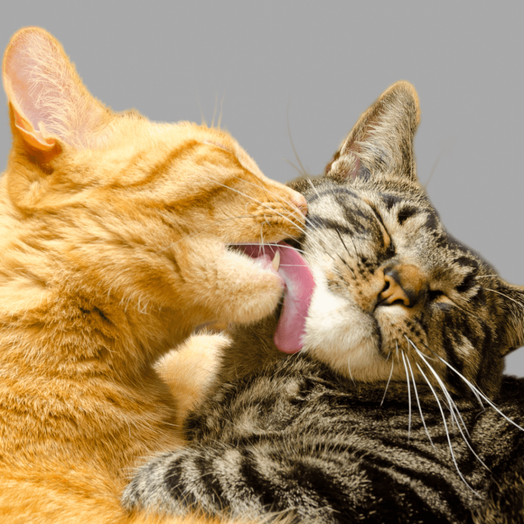Natural grooming behaviour of cats