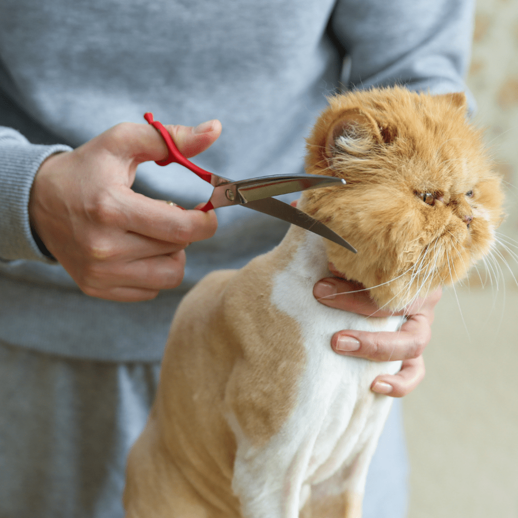 Cost to sedate cat for grooming