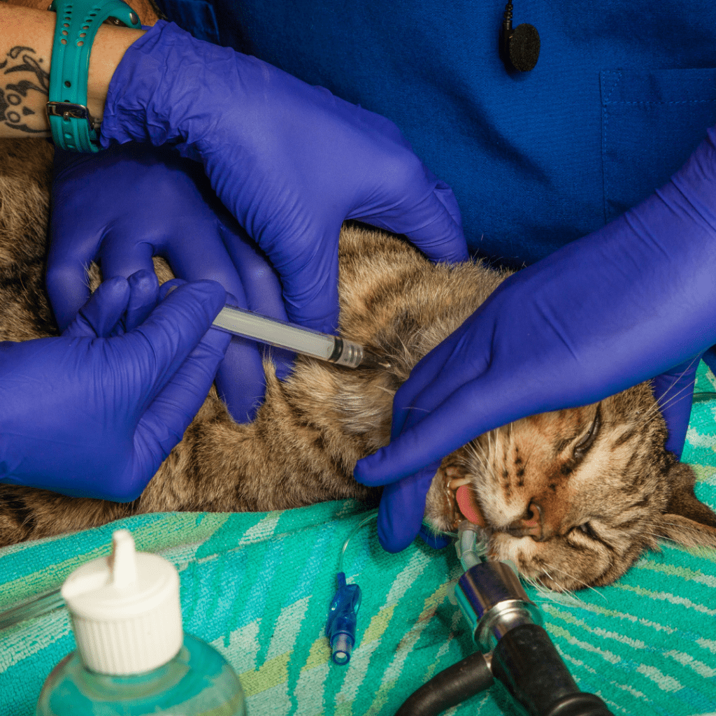 cat sedatives