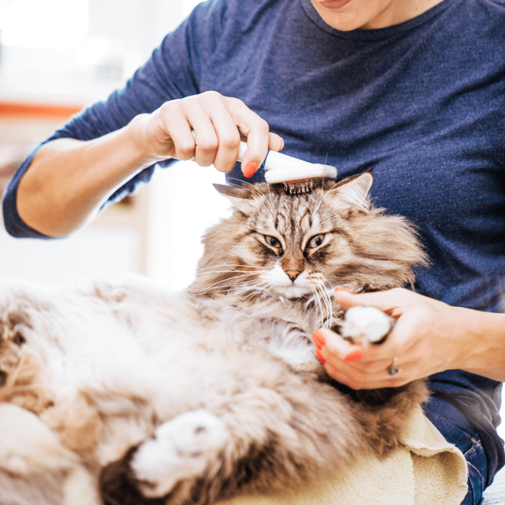 risks and side effects of cat sedatives