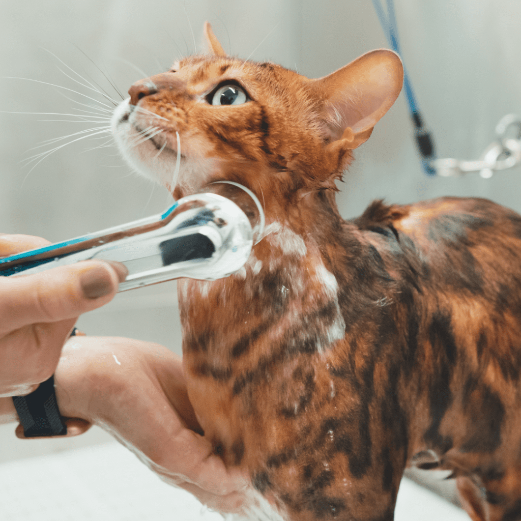 When to Use Cat Sedatives for Grooming?