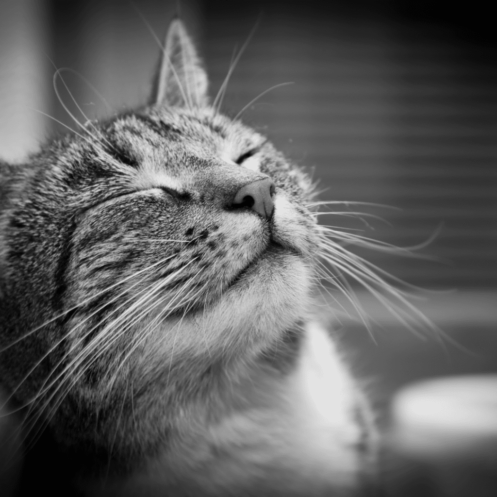 functions of cat whiskers