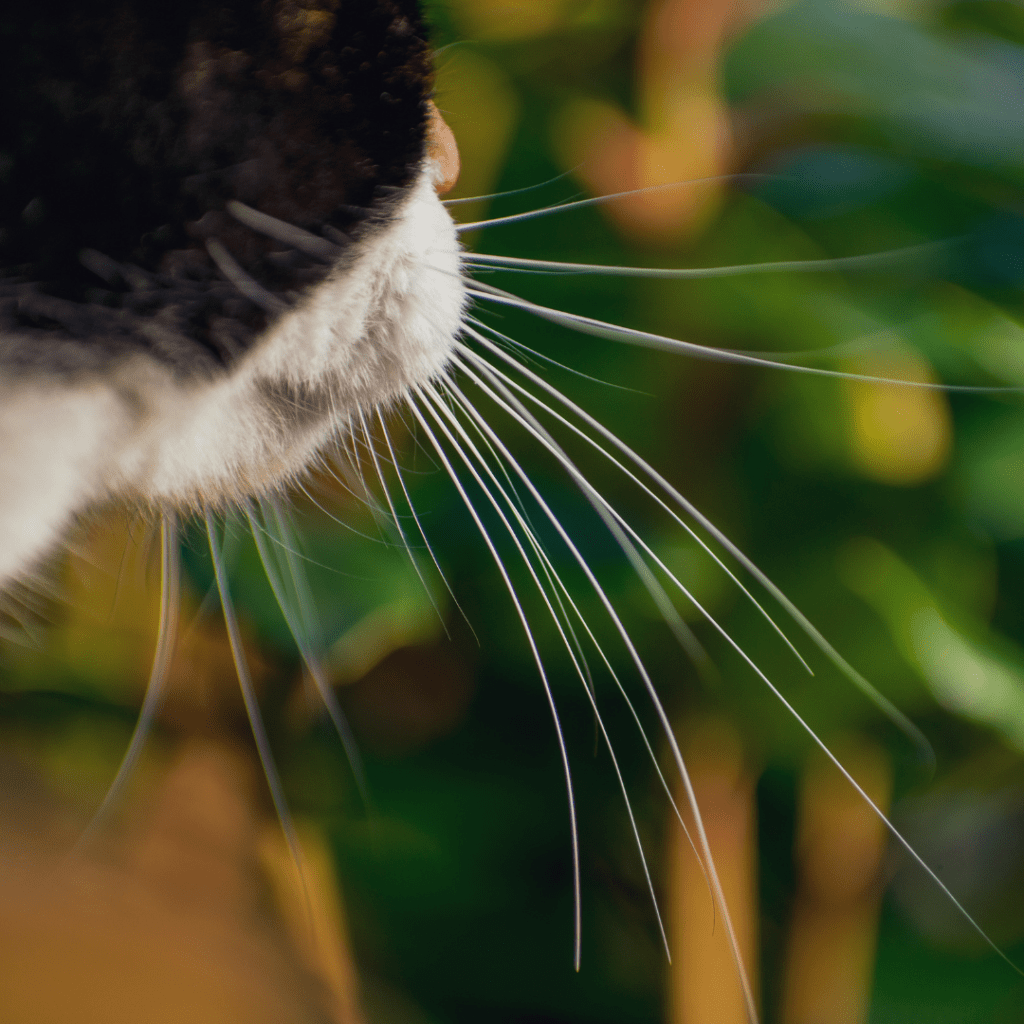 cat whiskers