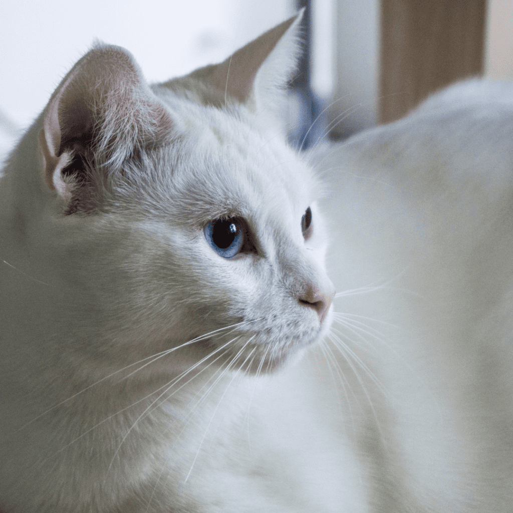 Turkish Angora