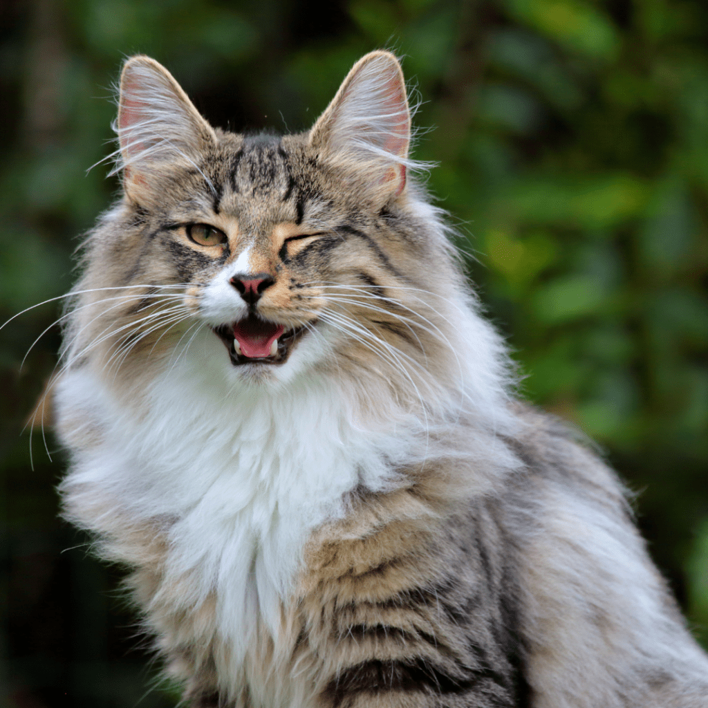 Norwegian Forest Cat