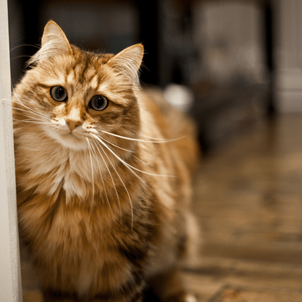 Siberian
