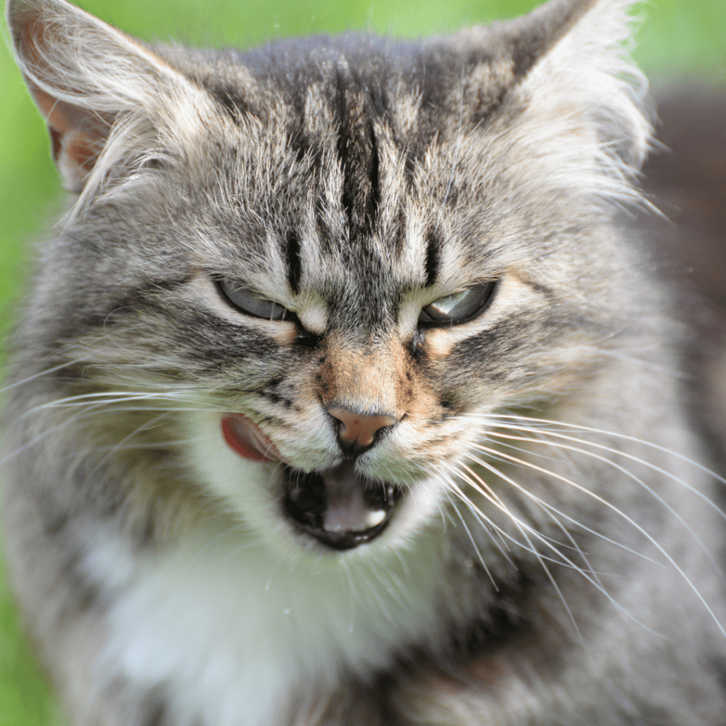 colors and textures of cat lips