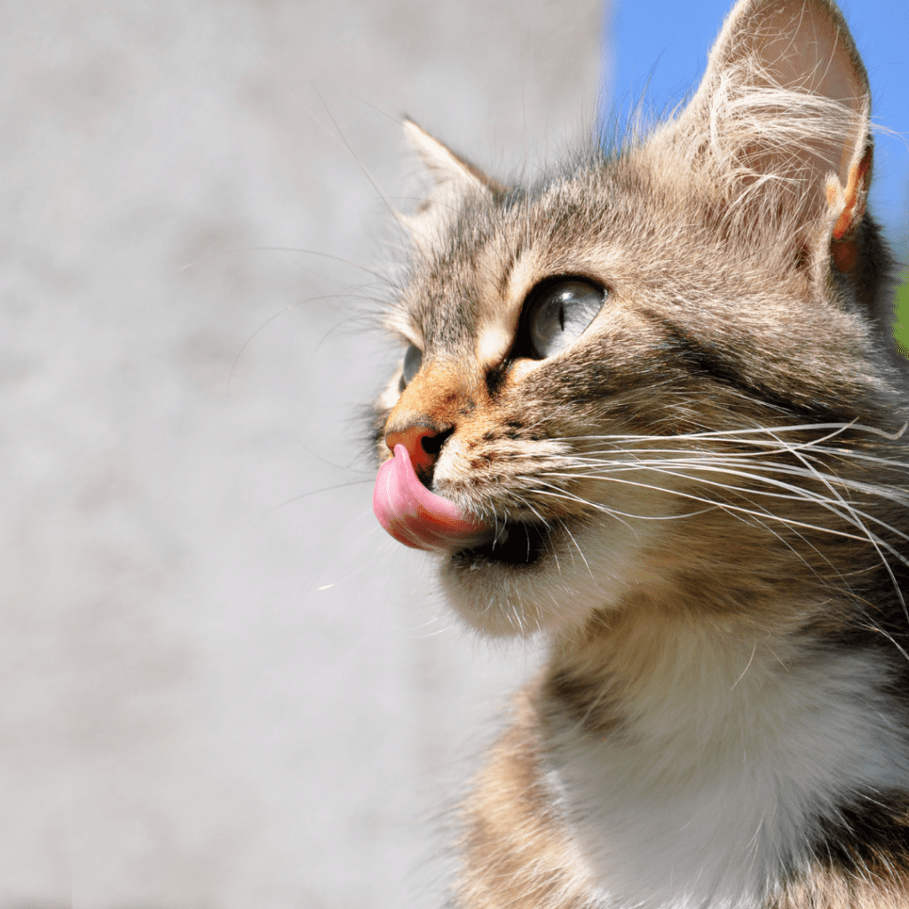 anatomy of a Cat's Lips