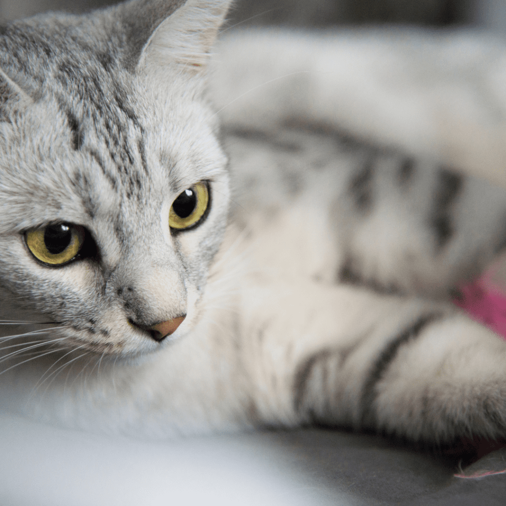 Egyptian Mau