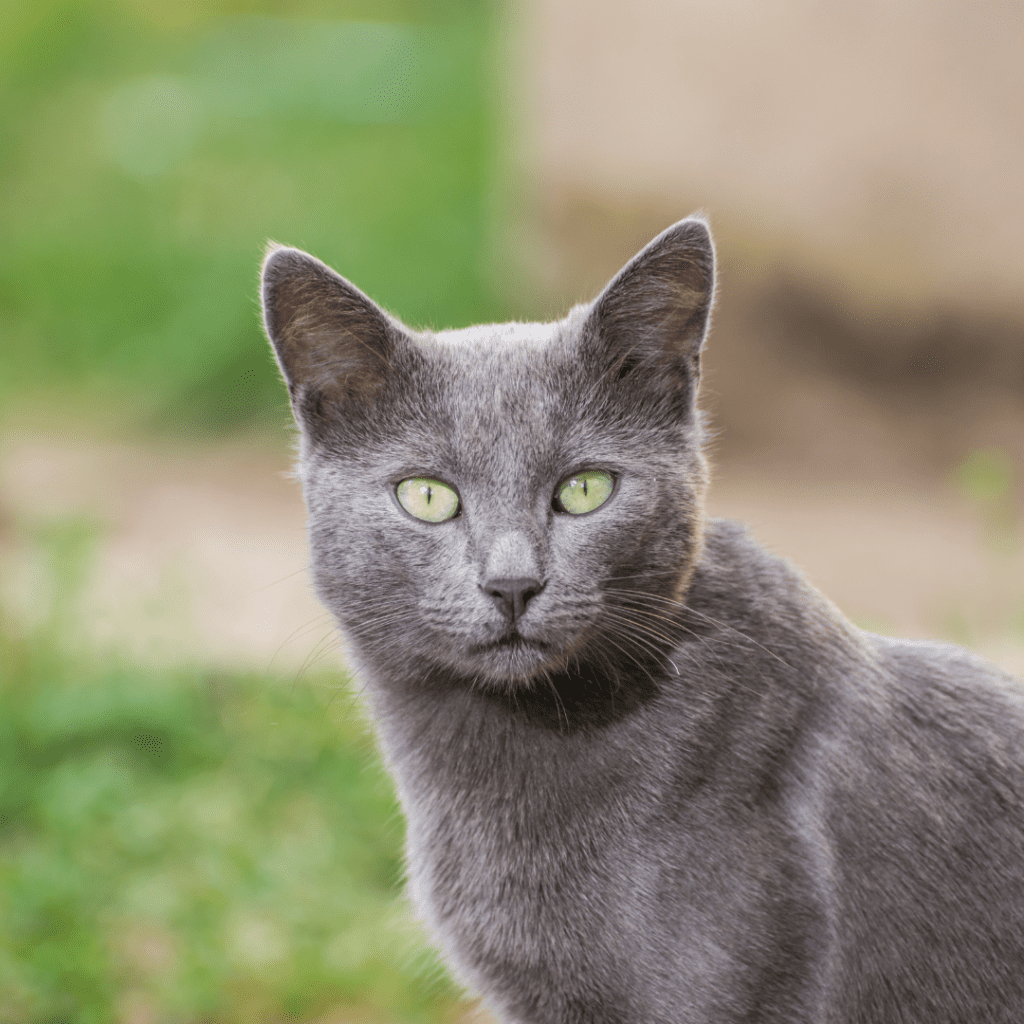 Russian Blue