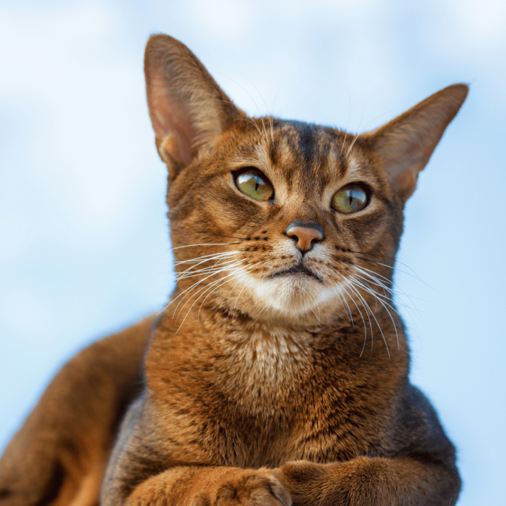 Abyssinian