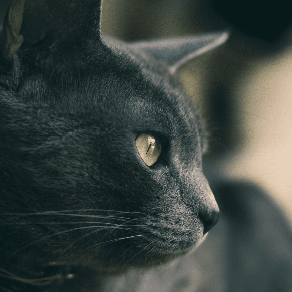 Chartreux