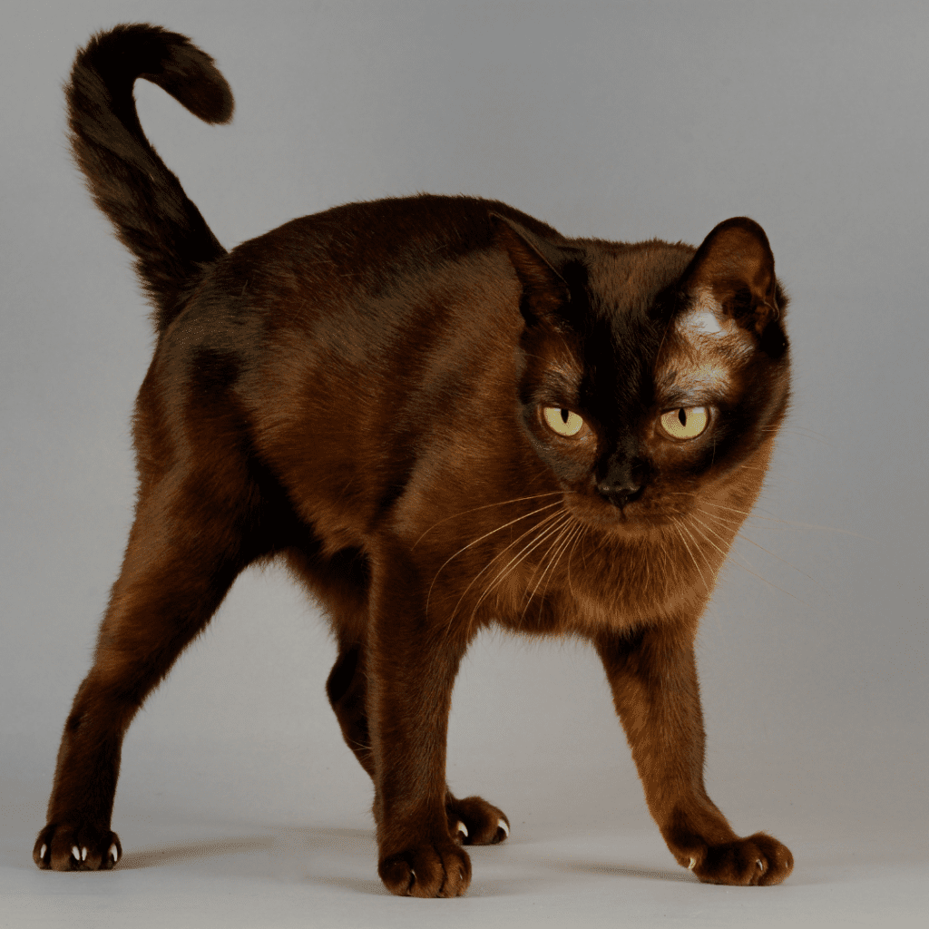 Burmese