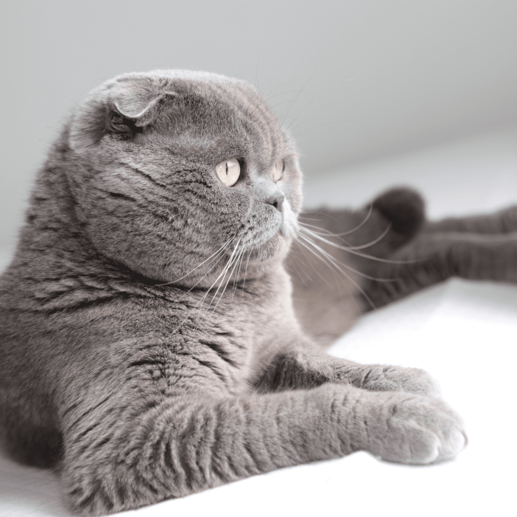 Scottish Fold