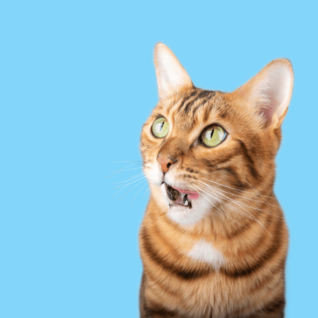 Bengal