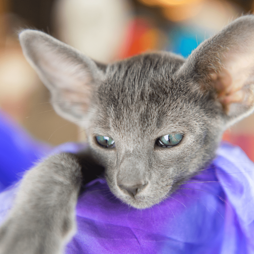 Oriental Shorthair