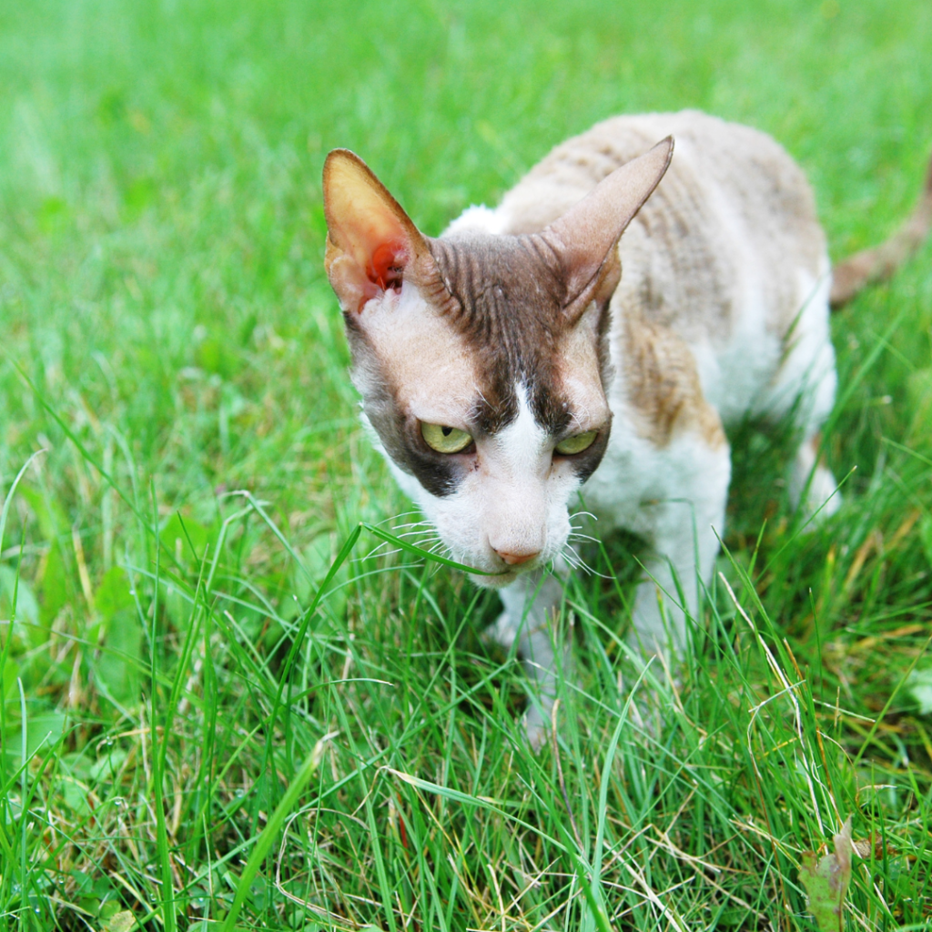 Cornish Rex