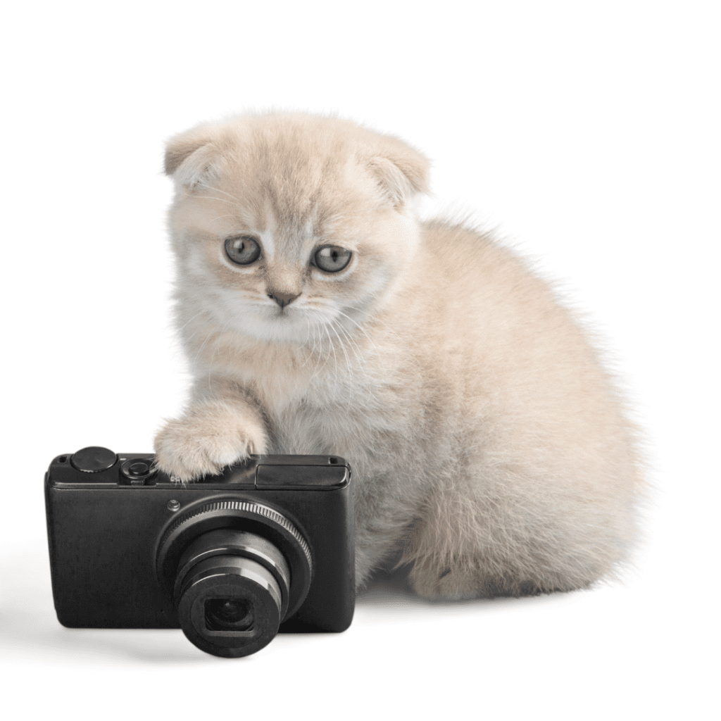 Scottish Fold