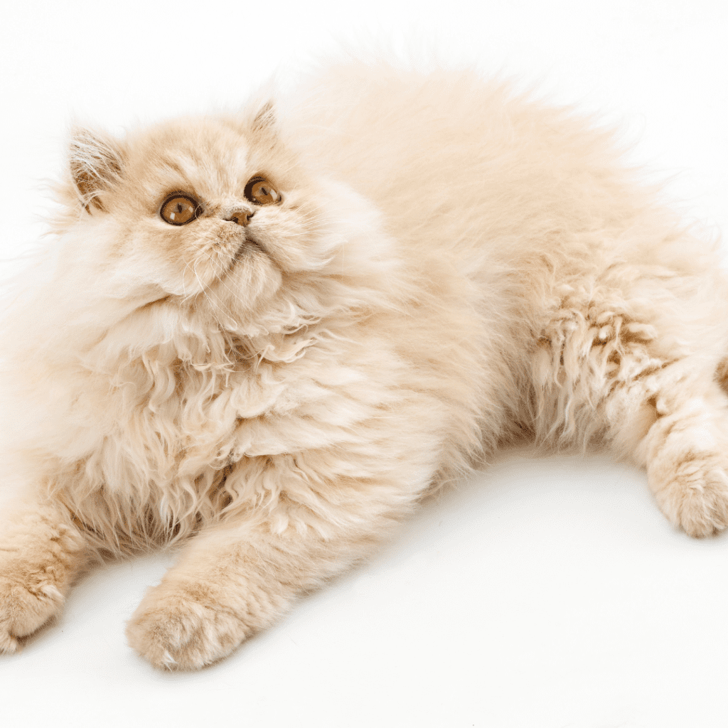 Persian