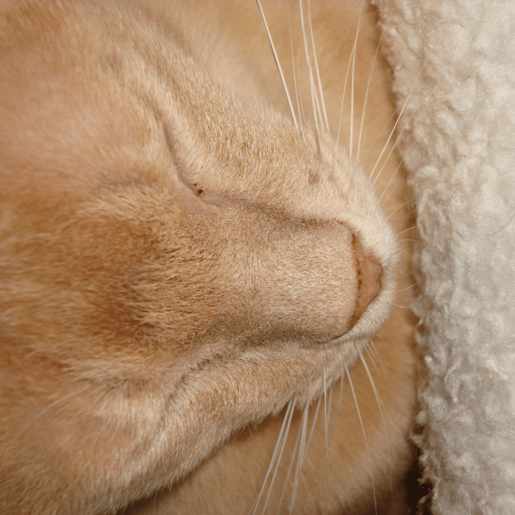 Burmese