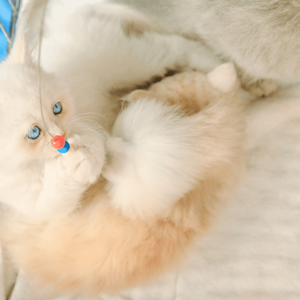 Turkish Angora