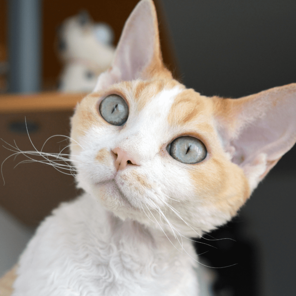 Devon Rex