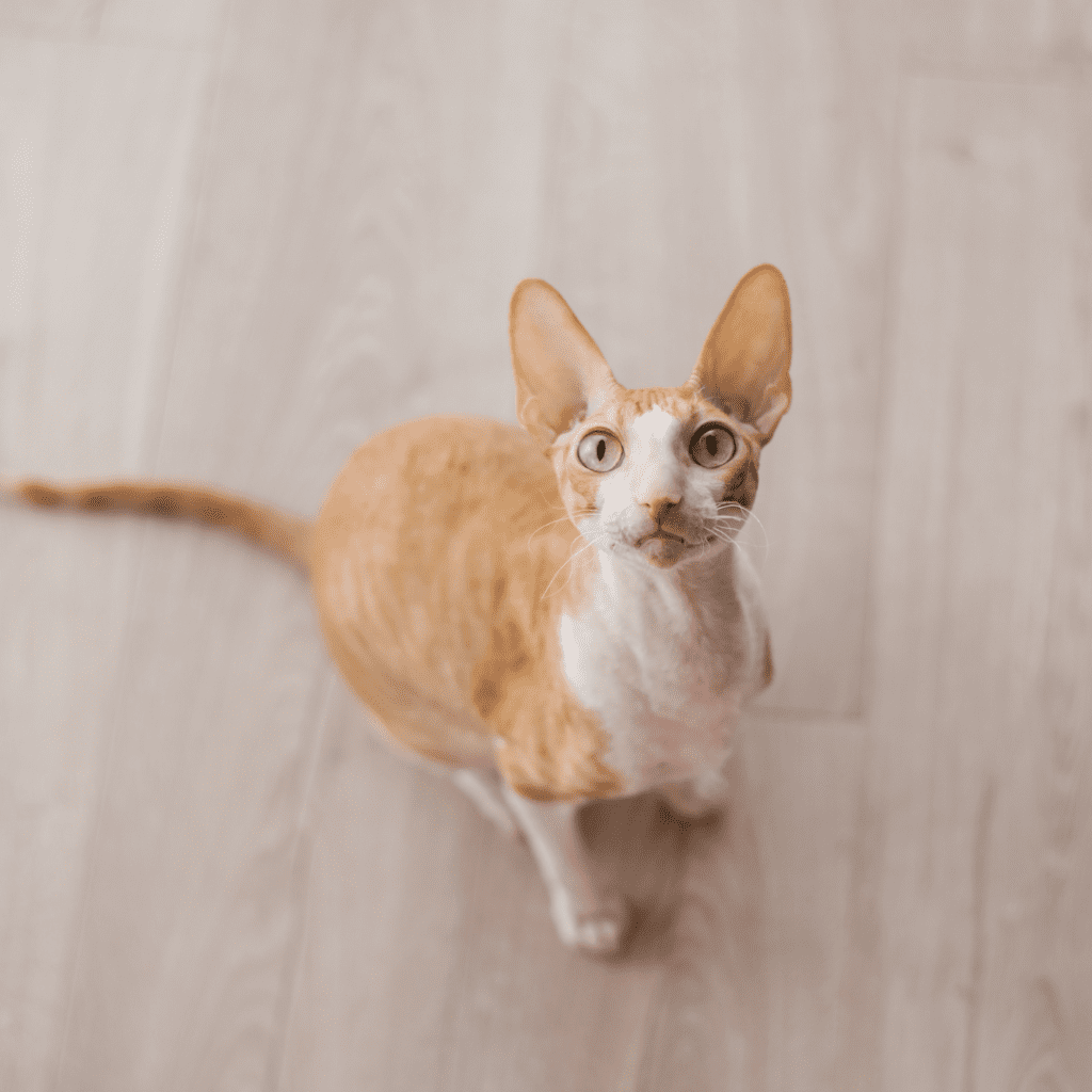 Cornish Rex