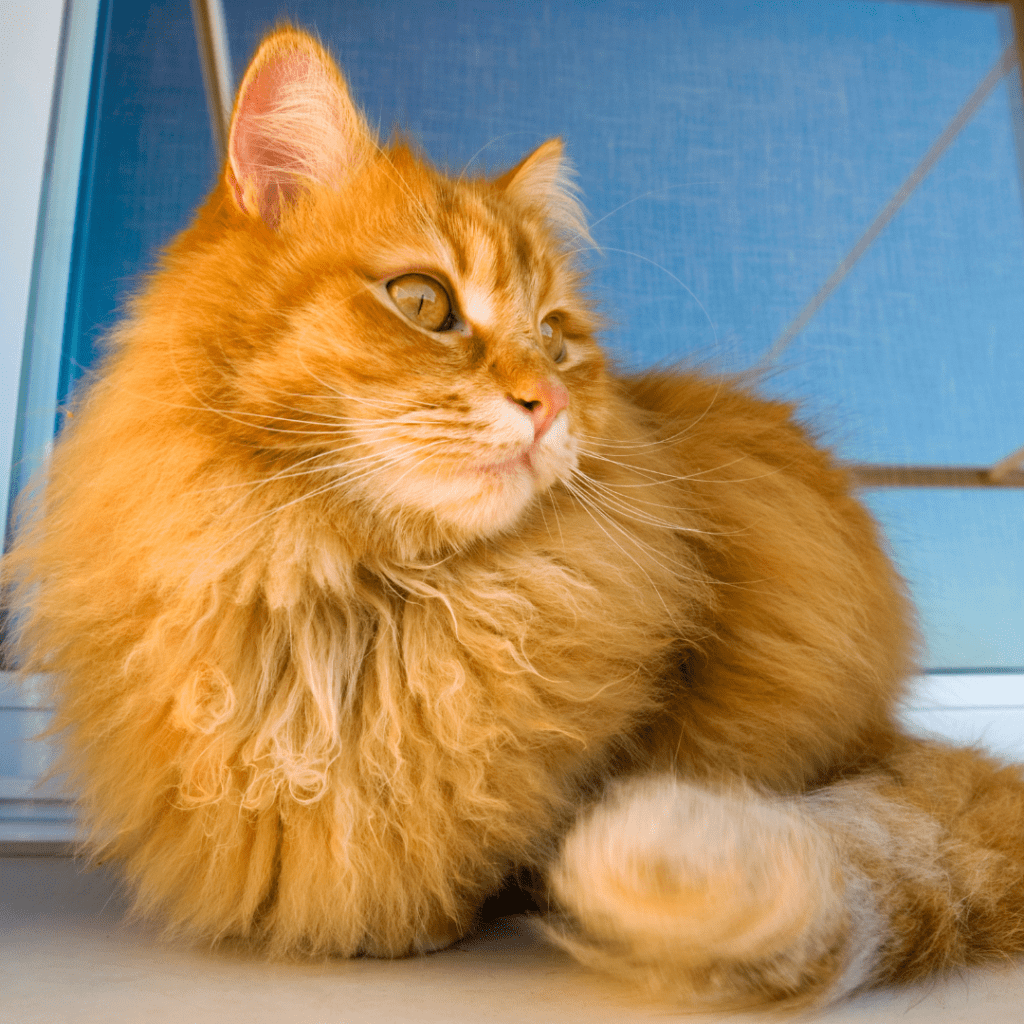 Siberian