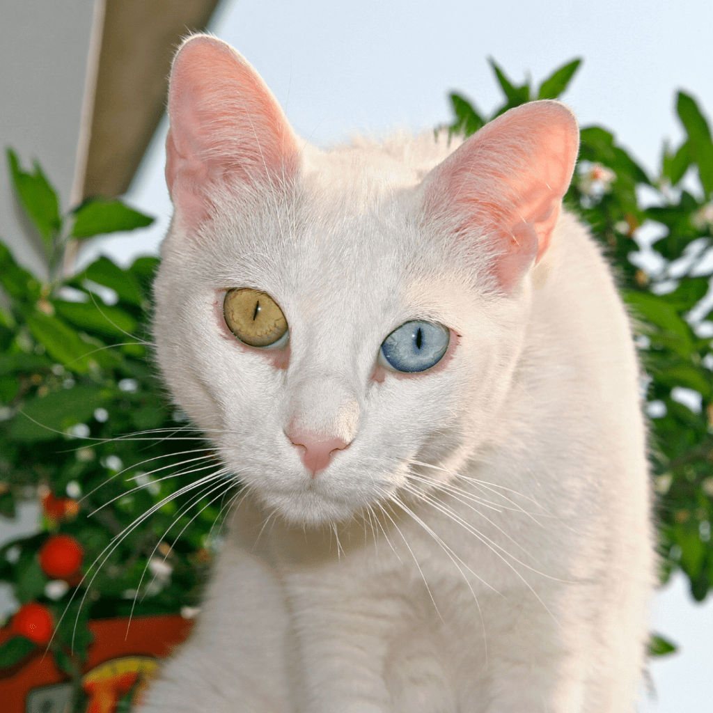 Turkish Van