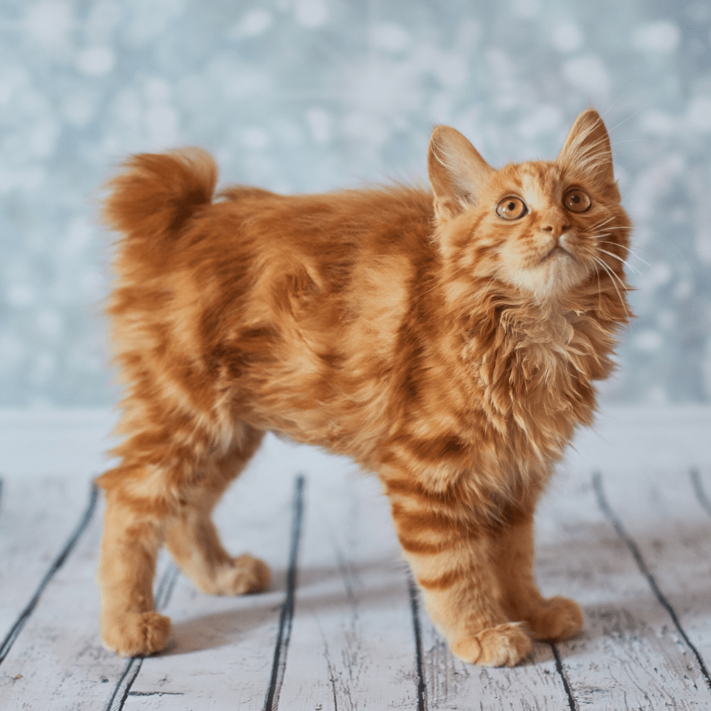 American Bobtail