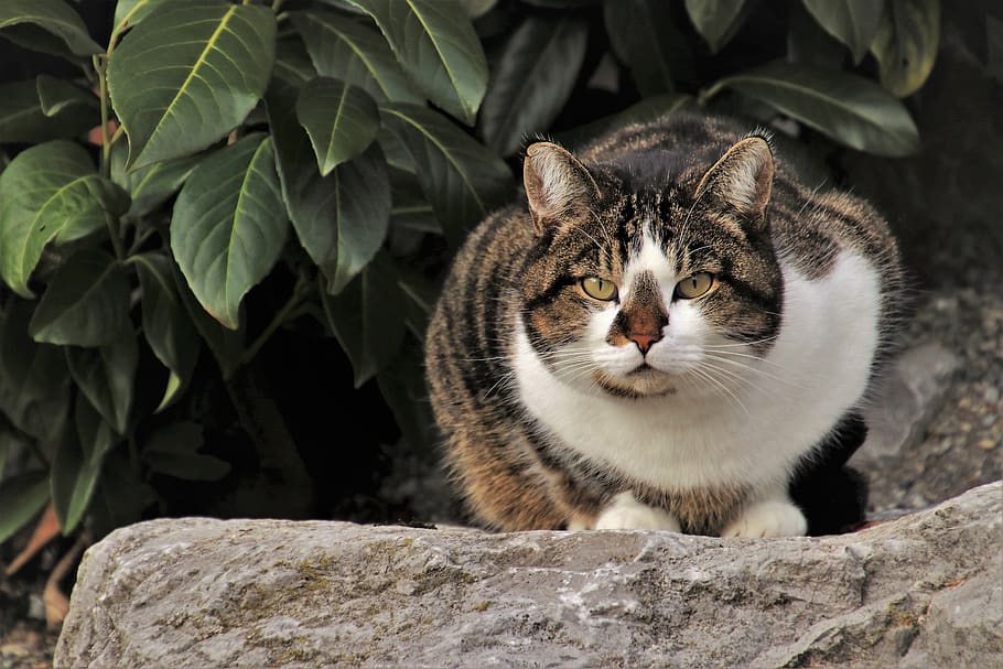 Why is my cat crouching?