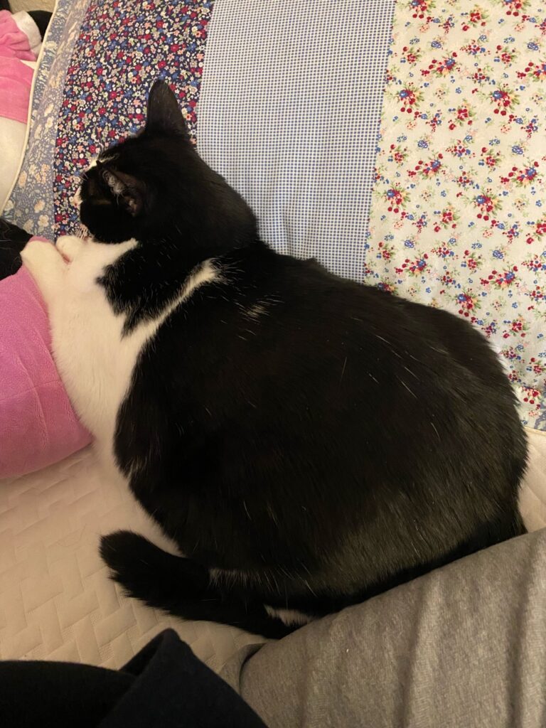 tuxedo fat cat
