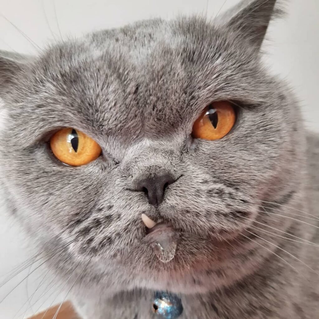 underbite in cats