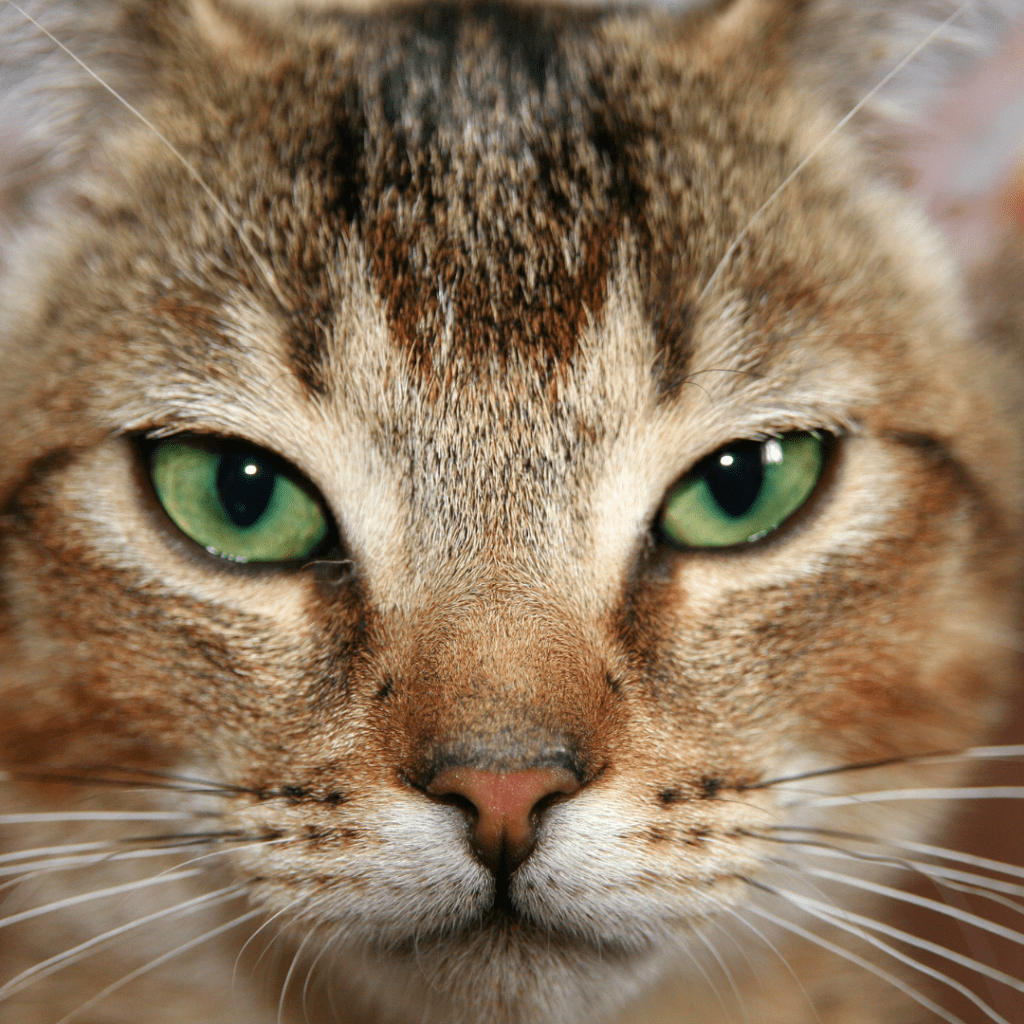 Abyssinian