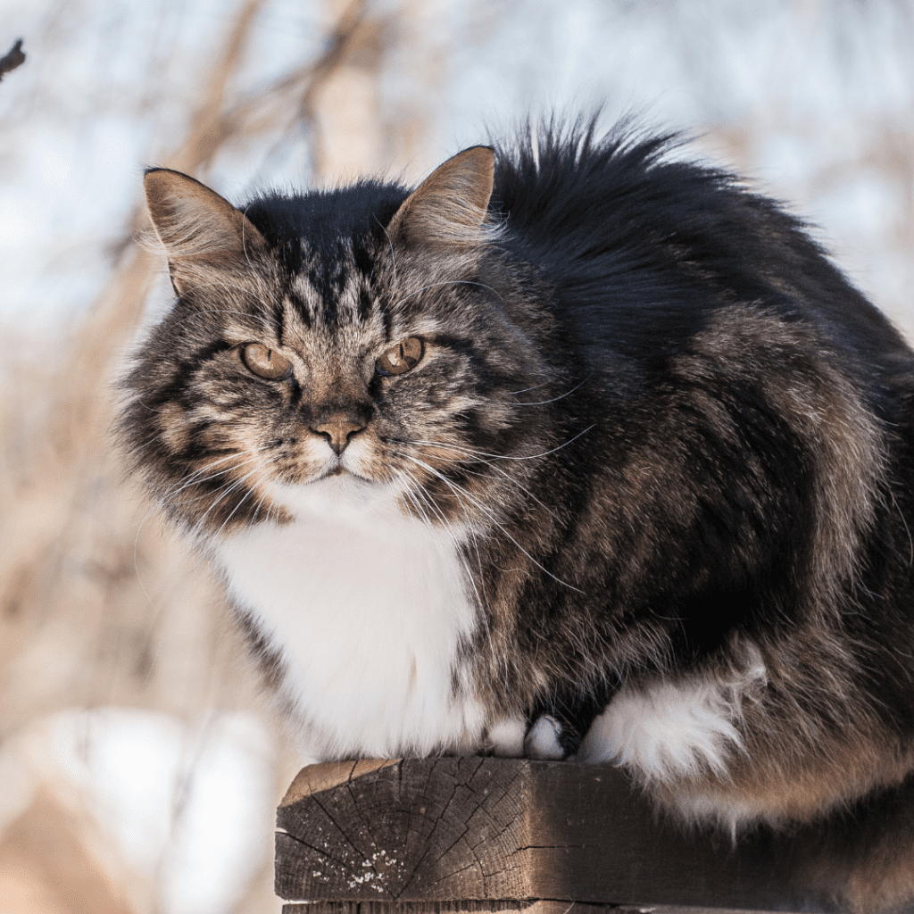 Norwegian Forest Cat