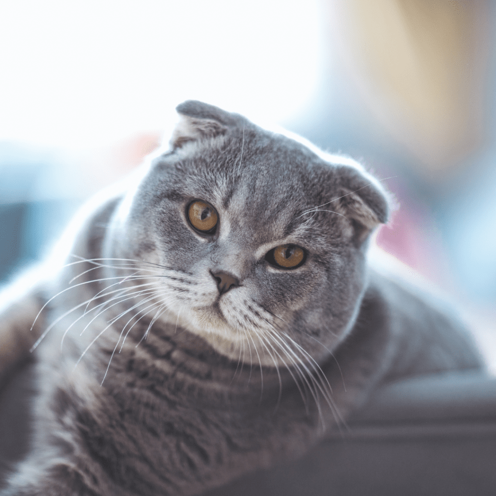 Scottish Fold