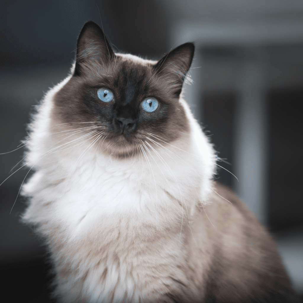 Ragdoll
